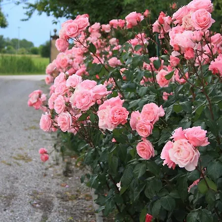 מלון Belfiore 4*